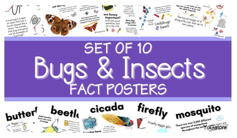 Fact About Bugs: Kids Love Learning Insect Interesting Facts