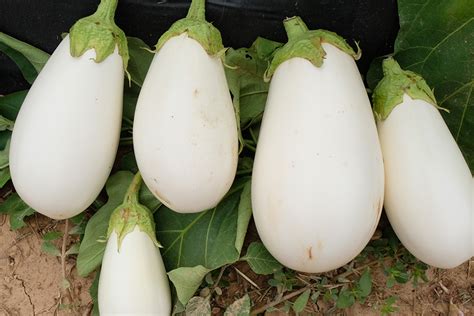 Ghost Story Eggplant Products Vegetables Rupp Seeds