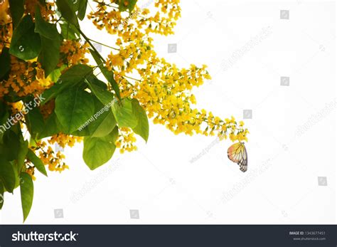 Padauk flowers Images, Stock Photos & Vectors | Shutterstock