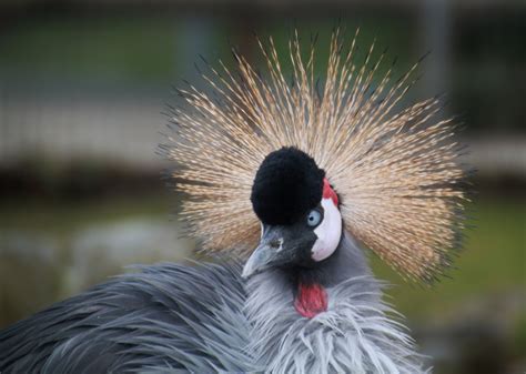 Free Images Wing View Beak Feather Fauna Plumage Blue Eye