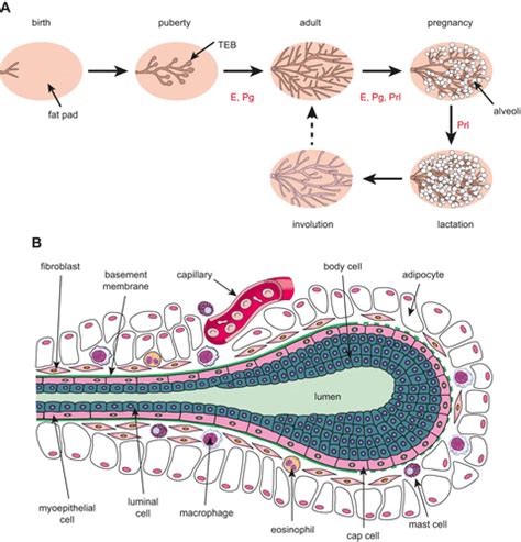 Stem Cells And The Differentiation Hierarchy In Mammary Gland