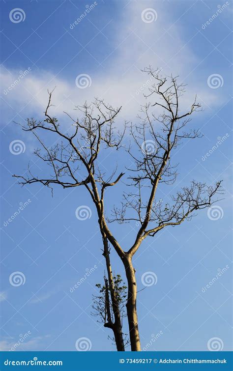 Naked Branches Of A Tree Against Blue Sky And Cloud Stock Image Image