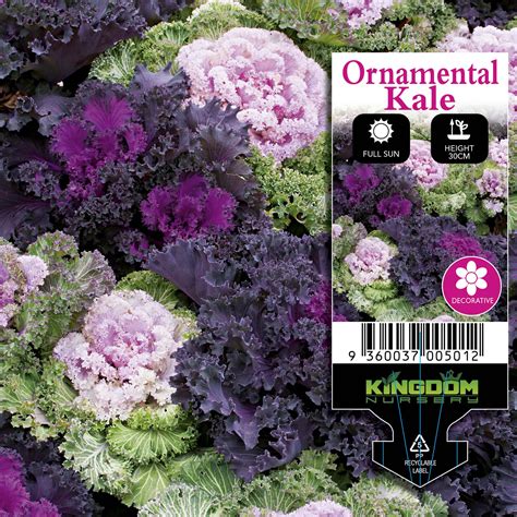 Punnet Ornamental Kale - Kingdom Wholesale Nursery