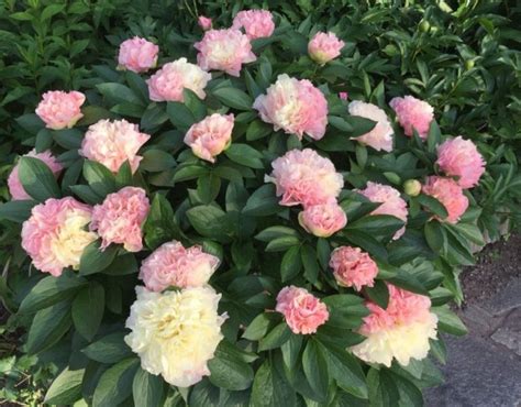 Lois Choice Parkland Peonies