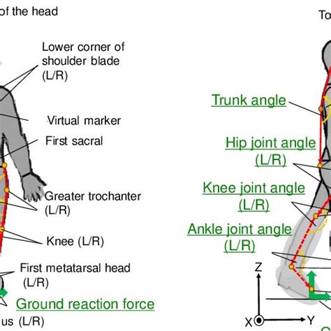 Definitions Of Gait Variables For Multivariate Gait Data Used In This Download Scientific