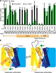 Crystal Structure And Conformational Change Mechanism Of A Bacterial