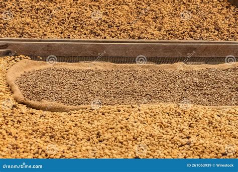 Coffee Beans Aired in a Coffee Plantation Stock Image - Image of space, coffee: 261063939