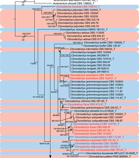 Phylogenetic Tree Inferred From A Maximum Likelihood Raxml Ml