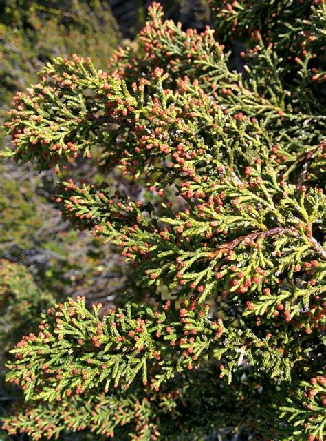 cheshunt pine (The Giant Forests of Tasmania - plants & fungi ...