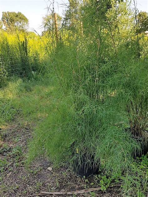 Bamboo Muhly Grass 3 Gallon Bella Jardins Boutique