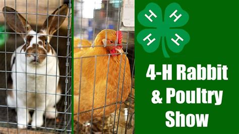 Cattlemen S Days 4 H Rabbit And Poultry Show MyCBGuide