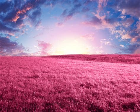 Premade Background Pink Grass By Amyhunterdesigns On Deviantart