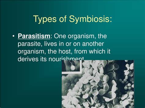 Three Types Of Symbiosis And Examples