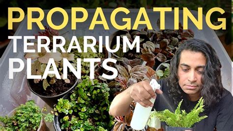 Propagate Plants For Terrariums Youtube