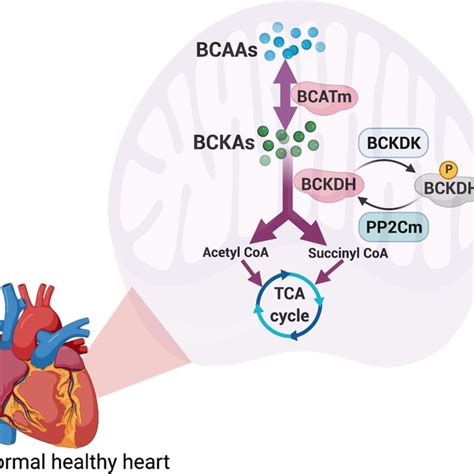 Branched Chain Amino Acid Bcaa Metabolism In The Normal Heart Bcaas