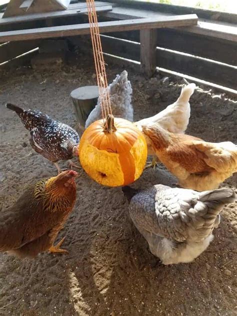 Diy Hanging Pumpkin Treat Pampered Chicken Mama Raising Backyard