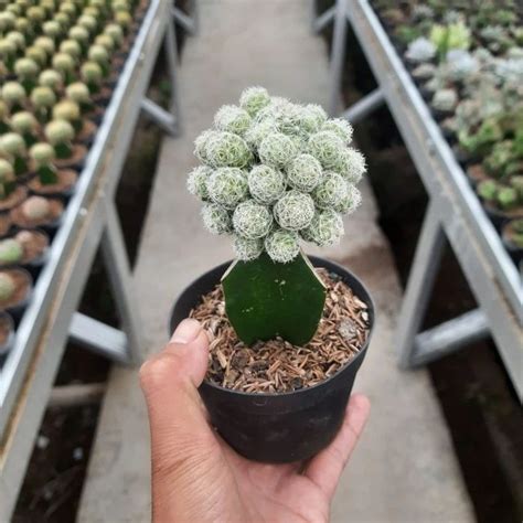 Kaktus Grafting Mammillaria Gracilis Kaktus Ngamprah Lazada Indonesia