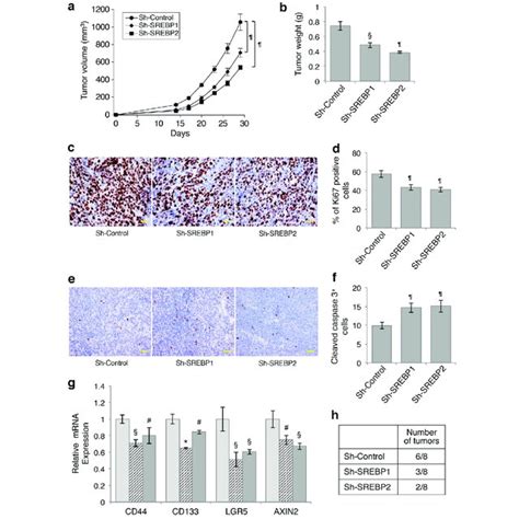 Knockdown Of SREBP1 Or SREBP2 Inhibits Cell Proliferation And Tumor