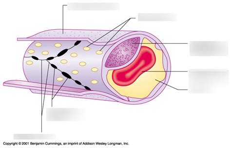 Capillary Diagram Quizlet