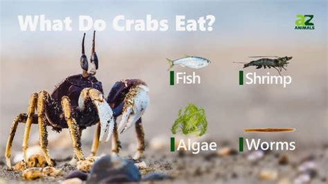 What Do Crabs Eat? - A-Z Animals