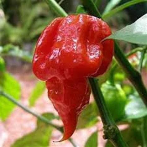 Red Scorpion Heirloom Hot Pepper Plant Seed Flowers Rare Etsy