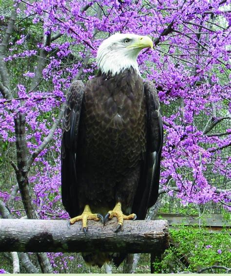 4 Places to See Bald Eagles in Georgia | Explore Georgia