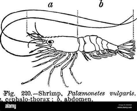 Region Head Of A Crustacean Diagram