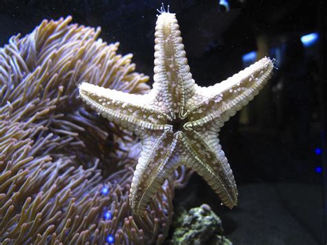 Nausicaa starfish | Nausicaa, Starfish, Animals