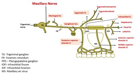 Maxillary Nerve , Origin, Course and Branches , Anatomy QA