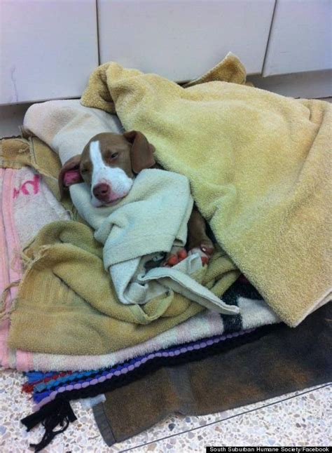 Abandoned Puppy Left For Dead Now Recovering And Enjoying A Bit Of