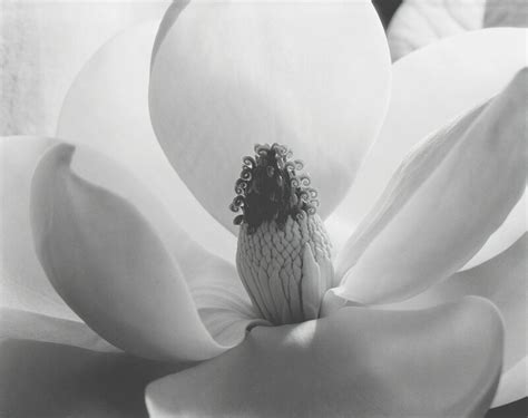 Imogen Cunningham | Magnolia Blossom (1925) | Available for Sale | Artsy