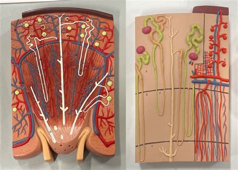 Week 15 Urinary System 1 Diagram Quizlet