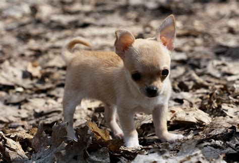 Chihuahua HD Wallpapers - Wallpaper Cave