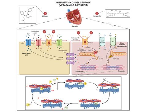 Verapamil Mecanismo De Ação RETOEDU