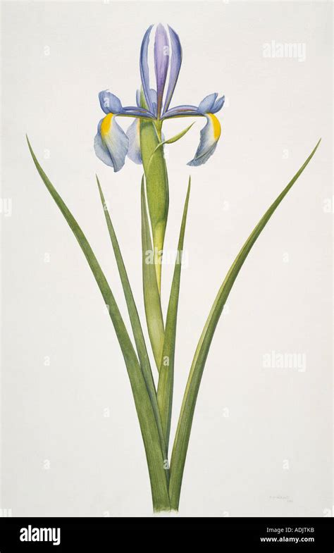 Iris Sp Iris Stock Photo Alamy