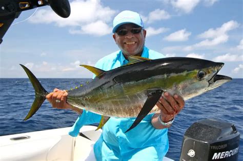 Yellowfin Tuna Information Reel Fishing Guru