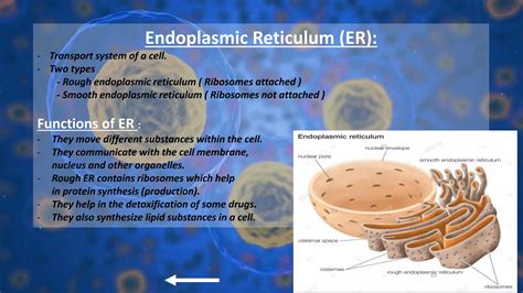 Structure Of A Human Cell Ppt