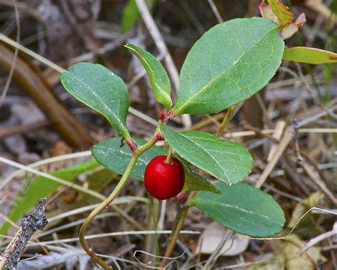 Gaultheria procumbens (American Wintergreen, Boxberry, Checkerberry ...