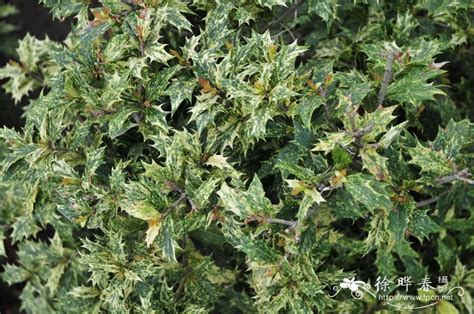 osmanthus heterophyllus tricolor