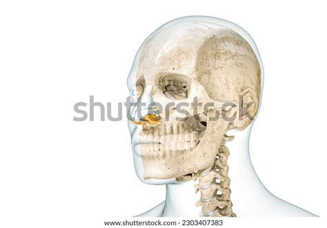 Skull Nose Cartilages Male Body Contours Stock Illustration 2303407383