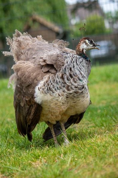 Jeroen De Pauw En Zijn Familie Kinderboerderij T Erf