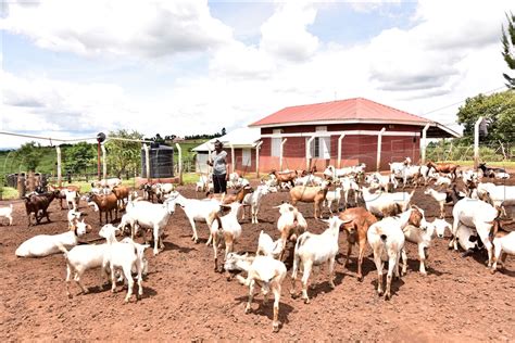 Goat Rearing: A Business That Gives Quick Money Returns – Harvest Money