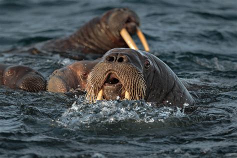 Photo Journey Arctic Part Iii Arctic Nature Anette Mossbacher