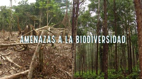 Amenazas A La Biodiversidad Save Guatemala Youtube