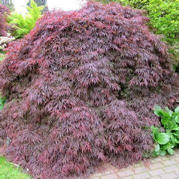 Rable Du Japon Bloodgood Acer Palmatum Feuillage Rouge D Coup