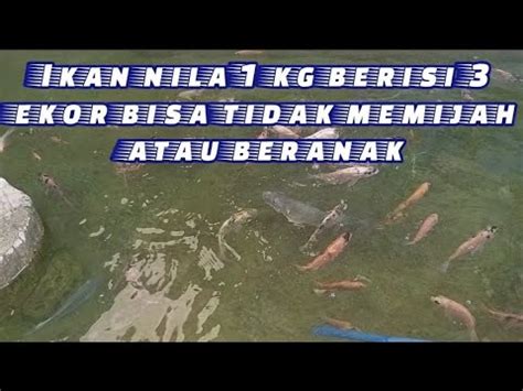 Ikan Nila 3 Ekor 1kgnya Bisa Memijah Dgn Cara Begini YouTube