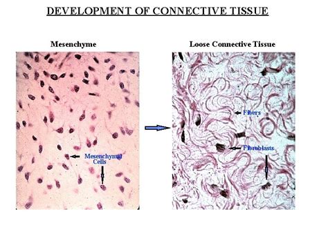 DEVELOPMENT OF CONNECTIVE TISSUE Mesenchyme Loose Connective Tissue