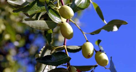 Giuggiolo Come Piantare L Albero E Coltivare Giuggiole