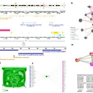 Structural And Functional Analysis Of Hsp Gene Name Hspa A The