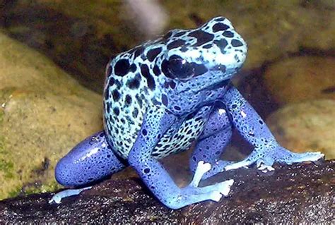 Poison Dart Frog – Characteristics, Habitat & Breeding - Amphibians